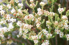 Diosma oppositifolia