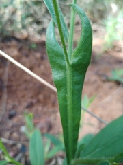 Crotalaria sagittalis