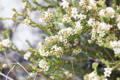 Diosma oppositifolia