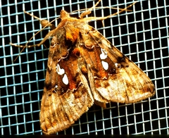Autographa bimaculata