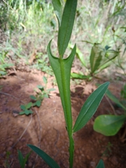Crotalaria sagittalis