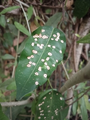 Derris trifoliata
