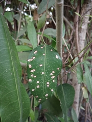 Derris trifoliata
