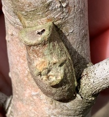 Megalopyge opercularis