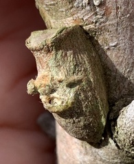 Megalopyge opercularis