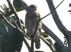 Circaetus fasciolatus