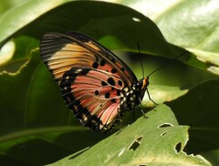 Pseudacraea boisduvalii