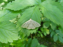 Zanclognatha pedipilalis