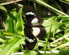 Acraea aganice