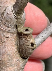 Megalopyge opercularis