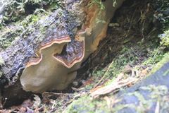 Australoporus tasmanicus