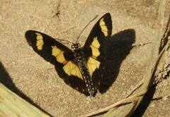 Acraea cabira