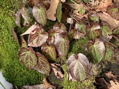 Epimedium pinnatum