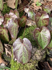Epimedium pinnatum
