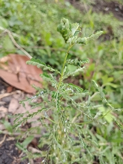 Phyllanthus amarus