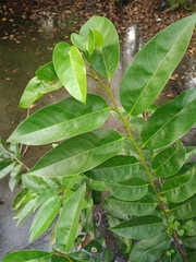 Annona glabra