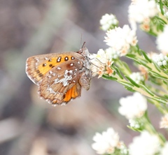 Aloeides thyra thyra