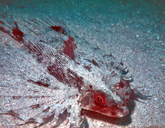 Dactyloptena orientalis