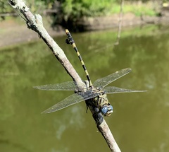 Ictinogomphus ferox