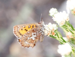 Aloeides thyra thyra