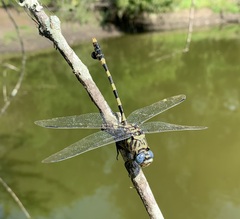 Ictinogomphus ferox