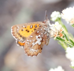 Aloeides thyra thyra