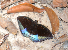 Lexias dirtea