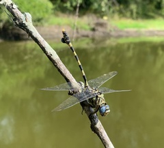 Ictinogomphus ferox