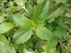 Synedrella nodiflora
