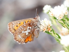 Aloeides thyra thyra