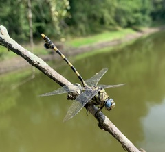 Ictinogomphus ferox