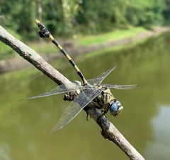 Ictinogomphus ferox
