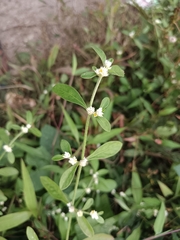 Alternanthera bettzickiana