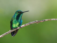 Chlorostilbon melanorhynchus