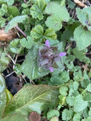 Lamium purpureum