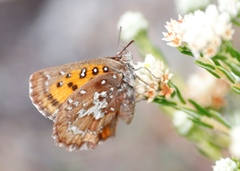 Aloeides thyra thyra