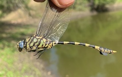 Ictinogomphus ferox