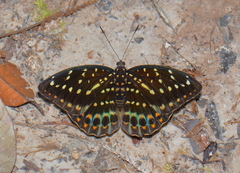 Lexias dirtea