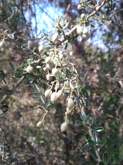 Atamisquea emarginata