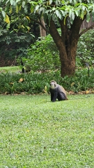 Cercopithecus mitis albogularis