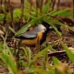 Charitospiza eucosma