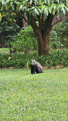 Cercopithecus mitis albogularis