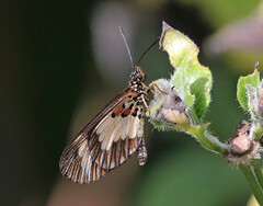 Acraea cabira