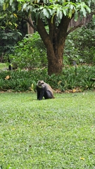 Cercopithecus mitis albogularis