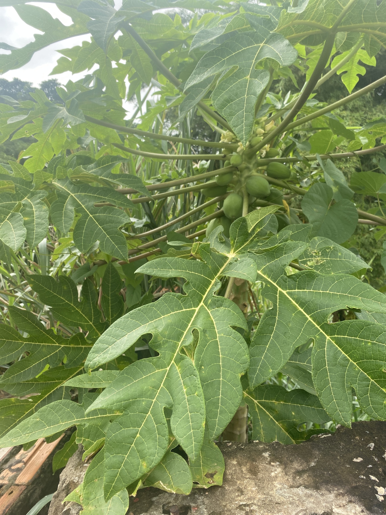 Carica papaya