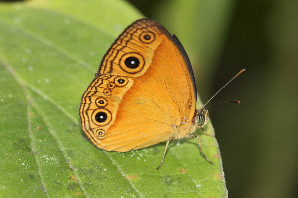 Hewitson's Bushbrown