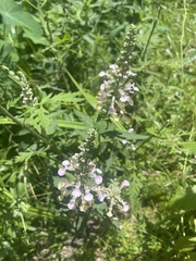 Teucrium