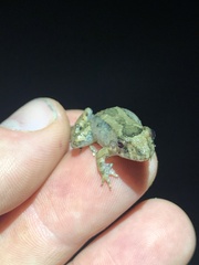 Leptodactylus discodactylus