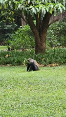 Cercopithecus mitis albogularis