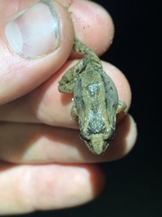 Leptodactylus discodactylus